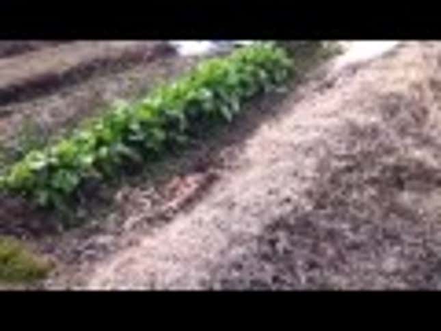 Screw FarmVille, This Is Real (Casual) Farming