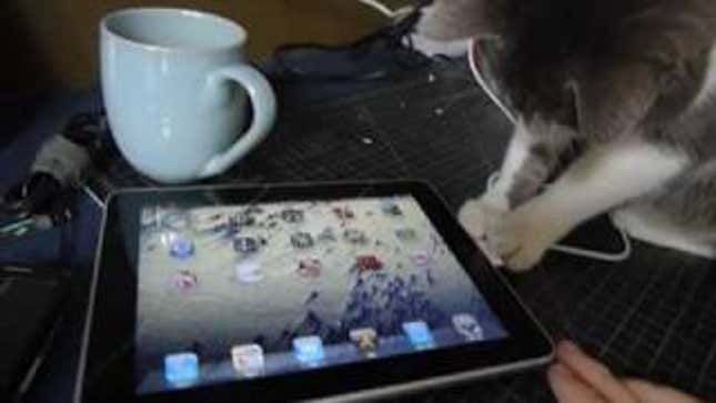 Even A Cat Can Play iPad Games