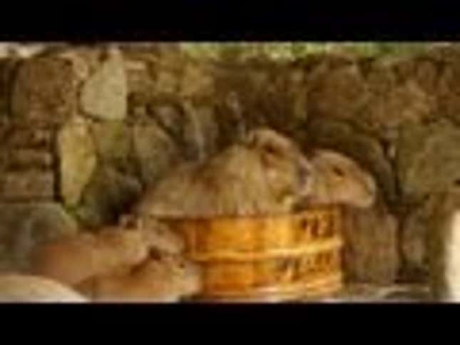 Capybara Hot Tub Time Machine