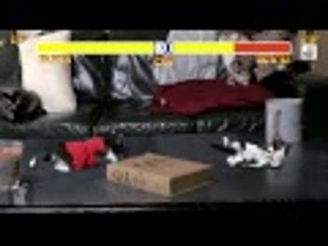 The World Needs A Cat Version of <em>Street Fighter</em>