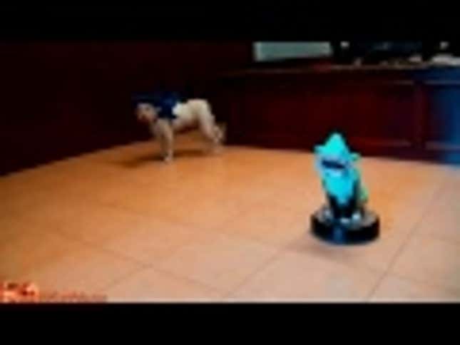 Cat in Shark Costume Chases Duck to <em>Jaws</em> Theme Because Why Not?