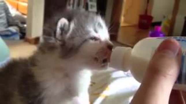 This Kitten Loves to Eat Almost as Much as You Do