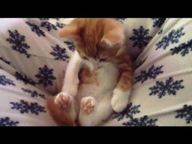 Yoga Kitty Loves to Stay Loose and Limber