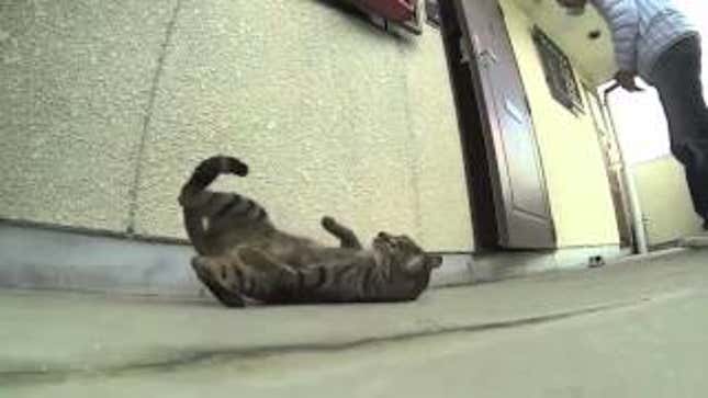 Rave Kitty Will Party Anytime, Anywhere