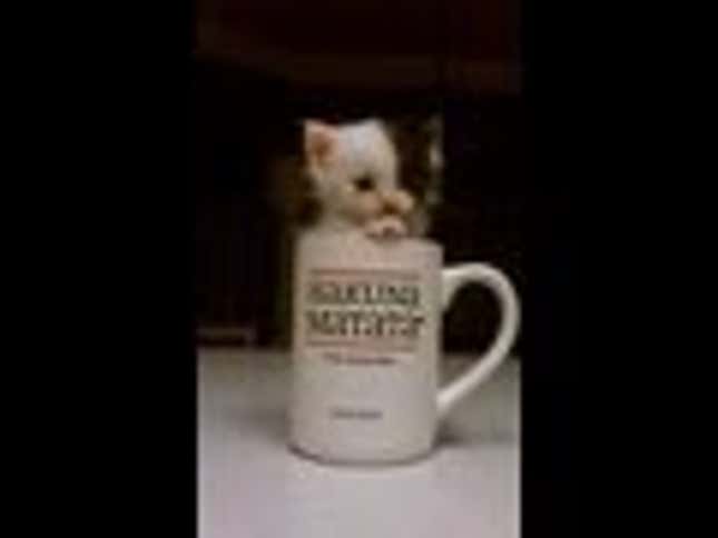 The Sad Tale of the Kitten Who Was Terrible at Jumping