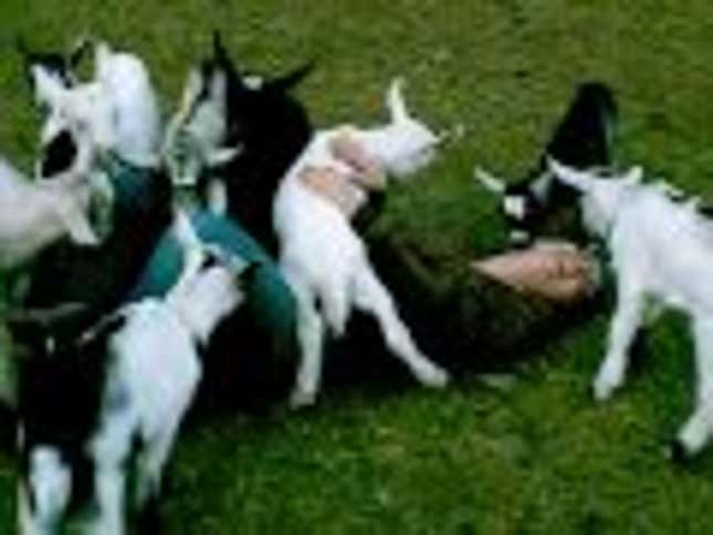 Watch Baby Goats Cuddle-Pile On Unsuspecting Woman