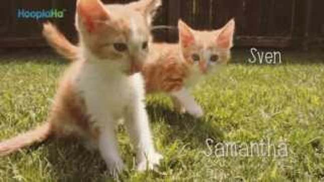 Kittens Frolicking Is Basically the Best Wes Anderson Movie