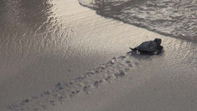 Your Evening Happy Cry: Baby Sea Turtles Make Their Way to the Ocean