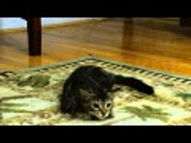 Red Dot Tries to Escape Its Kitten Captor