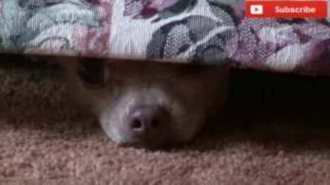 This Dog Doesn't Want to Take a Bath, Must Be Made into Gif Immediately