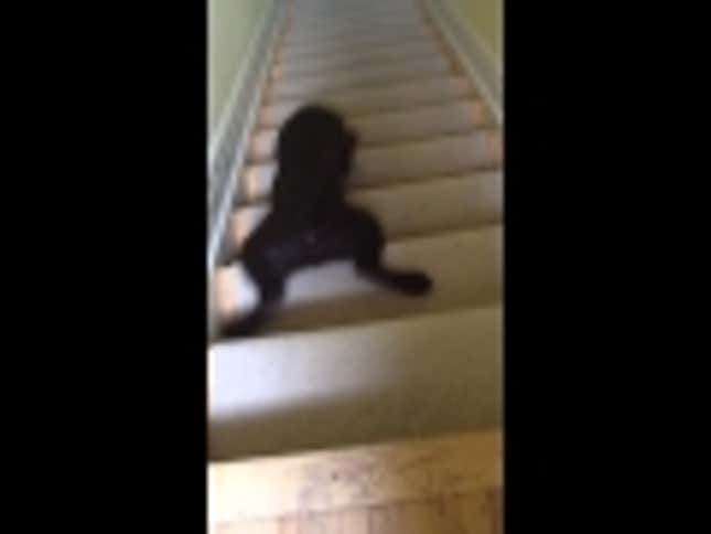 Brilliant Puppy Demonstrates Fastest Way to Get Downstairs