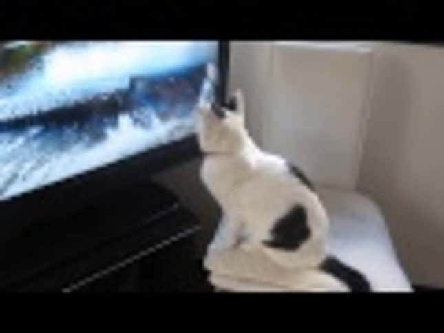 Bloodthirsty Housecat Attacks Televised Birds