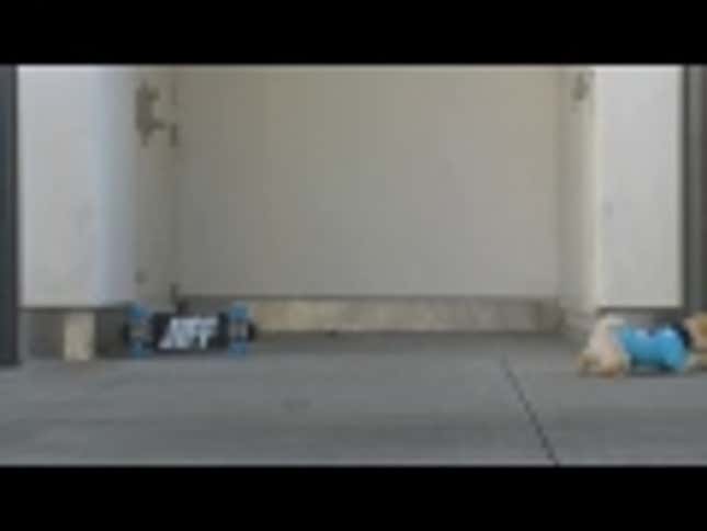 This Amazing Dog Is the Most Talented Person on Earth