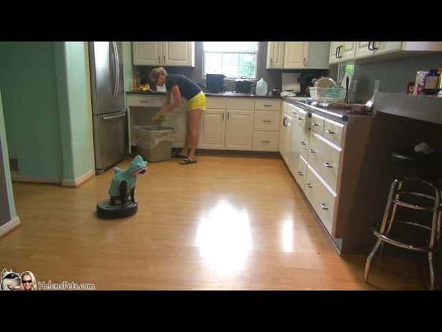 Sharkweek. Cat. Roomba. It's an Internet Perfect Storm.