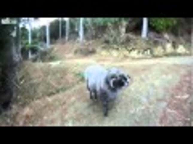 Dirtbike Rider Encounters Rude Ram That Charges At Him