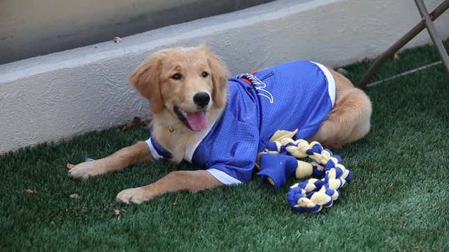 The University Of Tulsa Now Has A Freaking Adorable "Dog Ambassador"