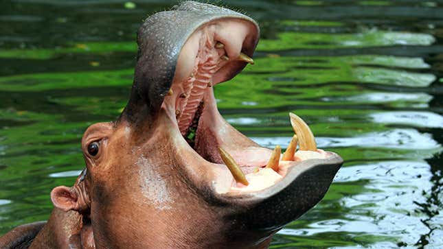 Image for article titled 9 Notorious Animals Who Fucked Shit Up Like a Boss