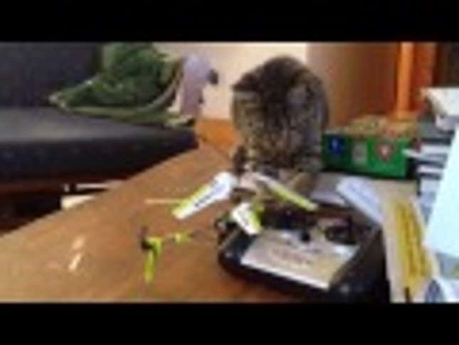 Cat Kong Taken Down by Toy Helicopter