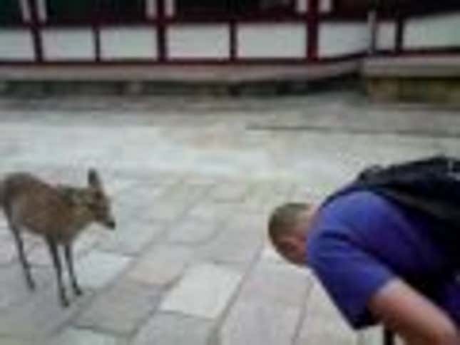 Even the Deer Are Polite in Japan. (You're Kidding, Right?)