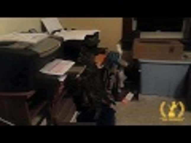 Neurotic Cat Channels Fiction MFA Students Everywhere