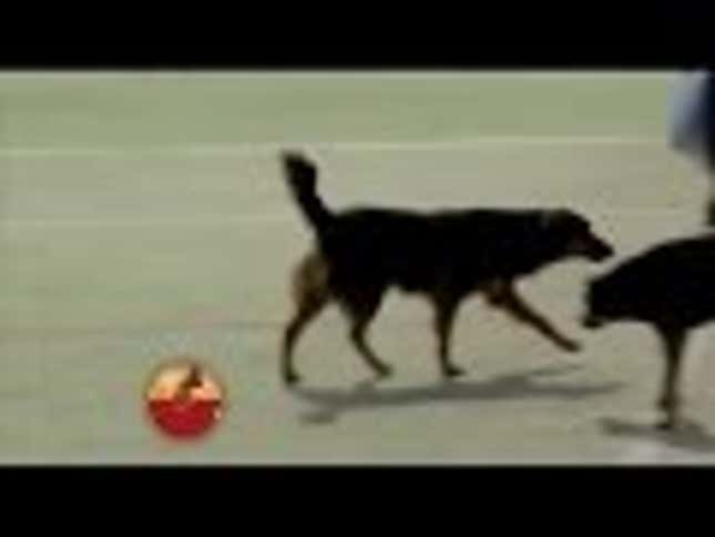 Dog Is Adorable Idiot On The Field, Scores Goal