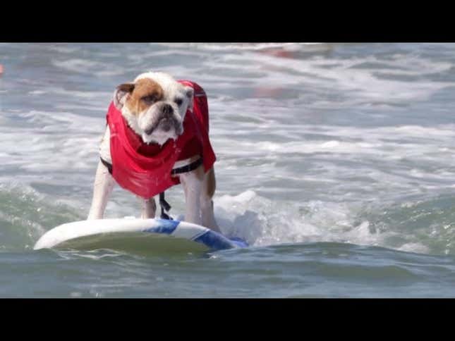 These Surfing Dogs Are Clearly Stoned Out of Their Minds