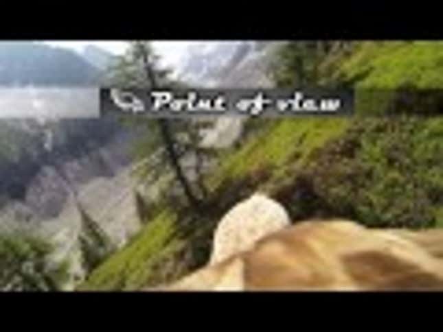What Flying Looks Like, From An Eagle's Perspective