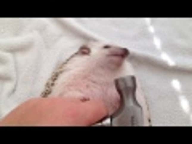 Hedgehog Version of <em>Wrecking Ball</em> Is the Only One You Want to See