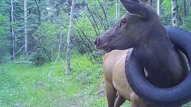 A trail camera picture of the tired elk, taken July 12 2020.