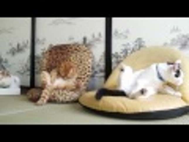 Great, We've Turned Cats Into World Class Couch Potatoes
