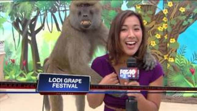 Grinning Baboon Gropes Reporter's Breast On Live Television