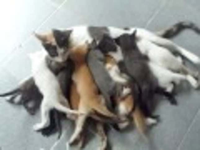 This Cat’s Babies Are All Ravenous Little Jerks