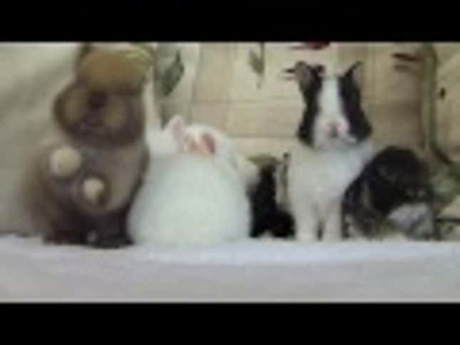Tonight We All Need and Deserve to Look at Adorable Fluffy Bunnies