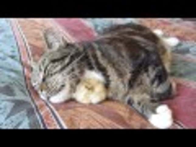 Precocious Chick Naps In the Belly of the Beast