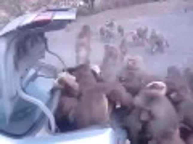 Car Theft Is Only Okay When It's Done by Awesome Monkeys