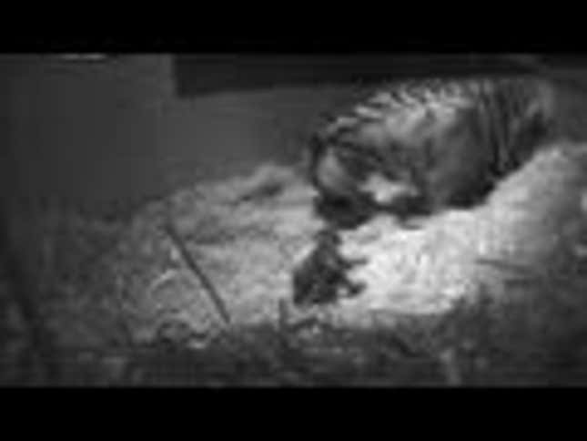 Watch This Sumatran Tiger Give Birth Like a Boss
