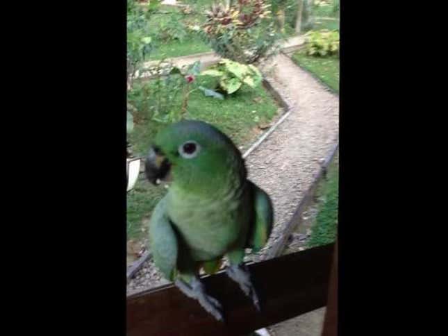 This Parrot Laughing Like a Small Child Is Both Hilarious and Creepy