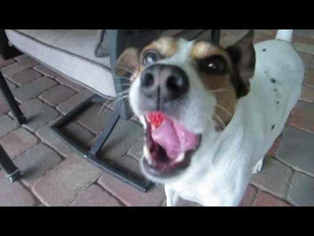 This Dog Eating a Strawberry Will Make You Very Happy