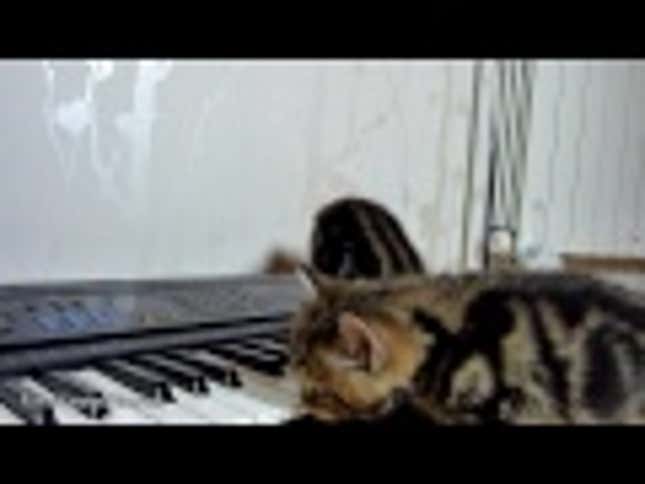 Here's Your PSA Reminder to Start Your Kitten Piano Lessons Early