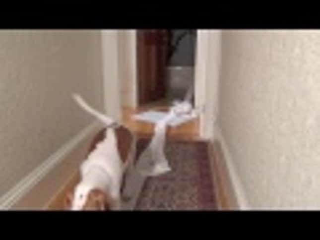 These Guilty-as-Hell Pups Take Dog Shaming to the Next Level