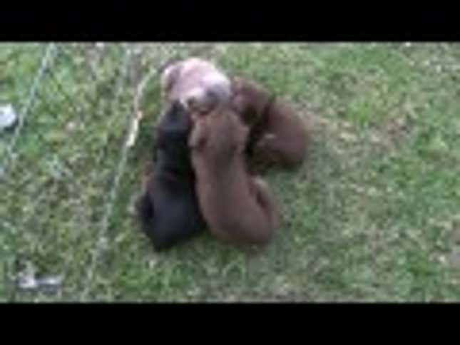 The Only Thing Better Than a Puppy Is a Pile of Puppies