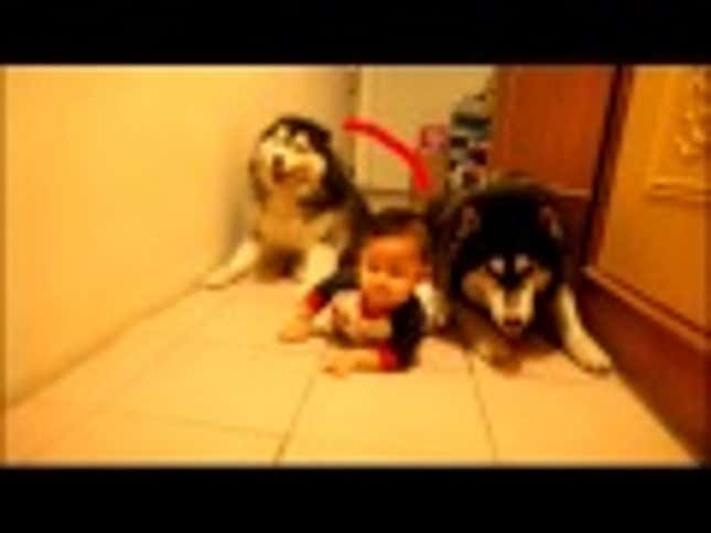 Baby Crawling or Doggy Crawling: Which Is Cuter?