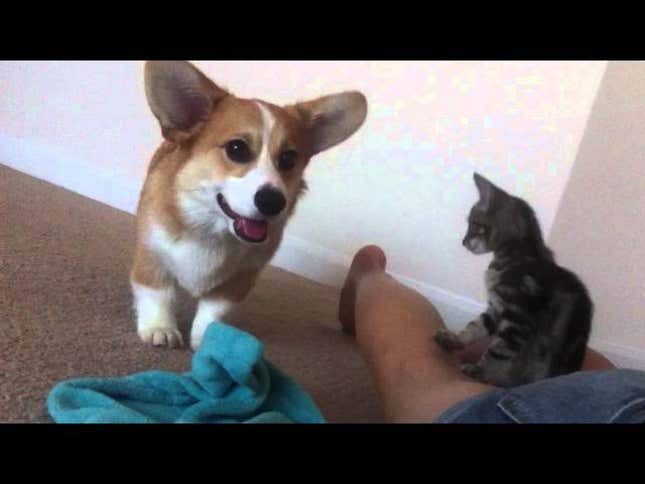 It's a Classic Game of Cat and Corgi
