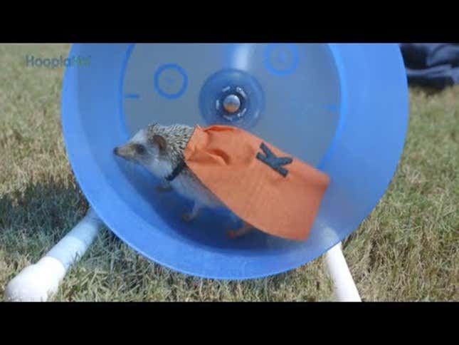 Here's a Baby Hedgehog Who Wears a Cape and Has a Skateboard