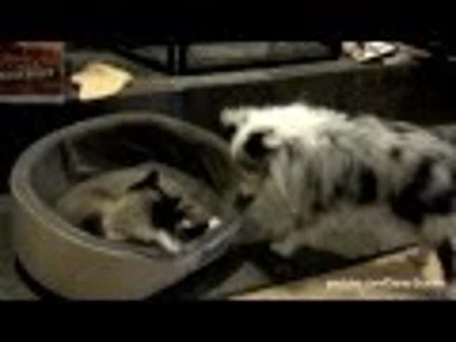 All Cats Do Is Steal Dog Beds, and There's Nothing You Can Do About It