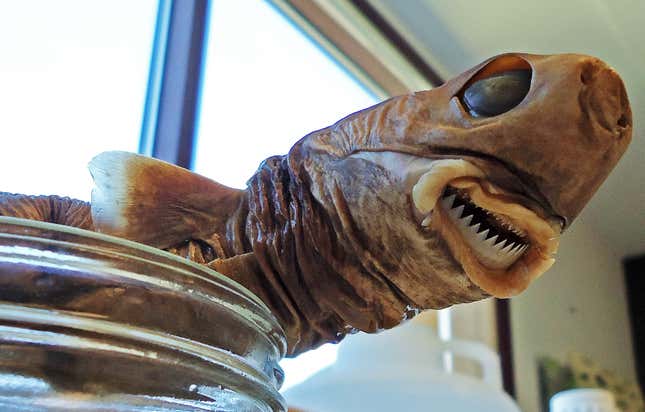 The shriveled head of a cookie cutter shark.