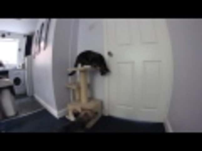 Insane Super-Genius Cat Opens a Door with Two Paws
