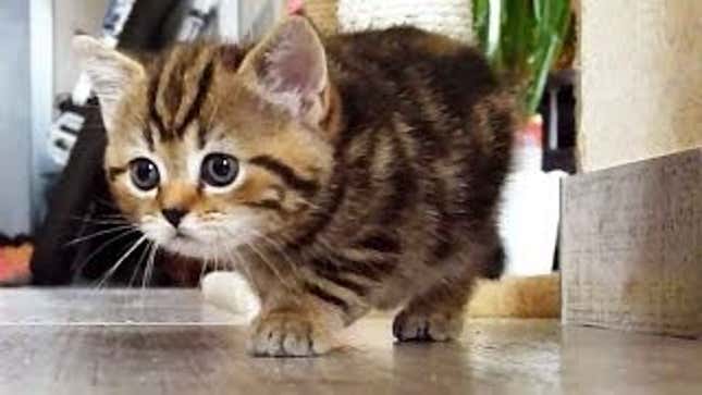 Kitten and Cat Face Off in Most Adorable Battle of Our Time