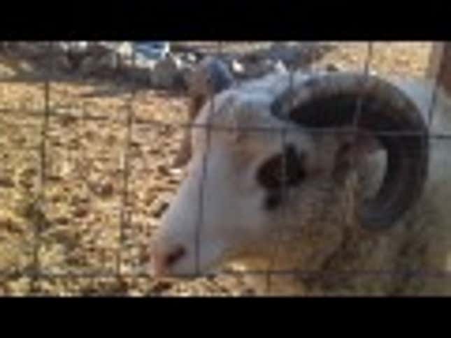 I Can't Stop Watching this Devil-Sheep Bellow a Horrid Bellow