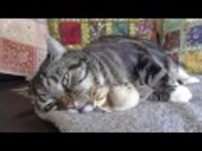 This Baby Chick Uses a Cat's Whiskers for a Pillow